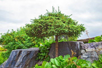 Pine wood with molded trim crown among natural stone
