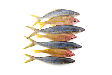 rainbow runner fish with yellowstripe snapper fish isolated on white background.