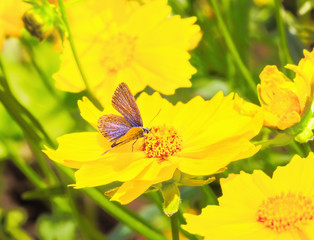 Lilac moth on the yellow flower of coreopsis, macro