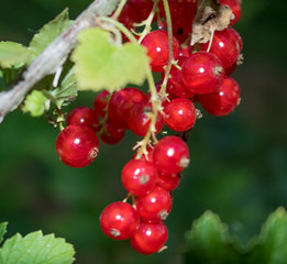 Rote Johannisbeeren am Strauch