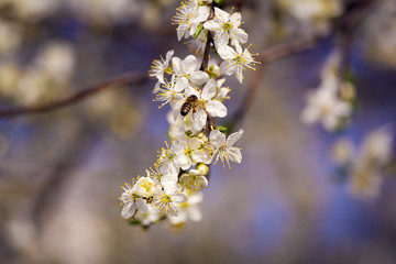 A spring beautiful photo of the white apple tree blossom with the bees flying around the flowers