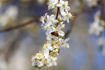 A spring beautiful photo of the white apple tree blossom with the bees flying around the flowers