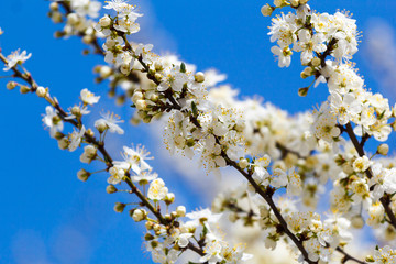 A spring beautiful photo of the white apple tree blossom with the bees flying around the flowers