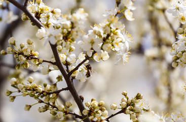 A spring beautiful photo of the white apple tree blossom with the bees flying around the flowers