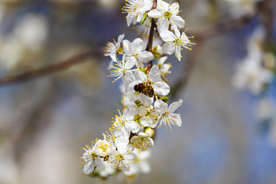 A spring beautiful photo of the white apple tree blossom with the bees flying around the flowers