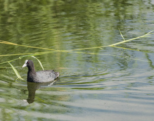 Grebe bird on Milada lake in summer