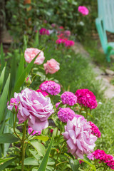 Pink roses on a background of flowering sweet-william