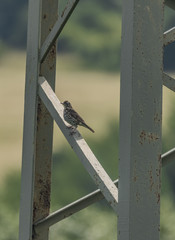 Thrush bird on electric post