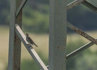 Thrush bird on electric post
