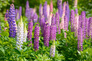 Lupinus, lupin, lupine field with pink purple and blue flowers