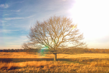 Fototapeta na wymiar Großer Baum steht allein auf einem Feld im Sonnenlicht