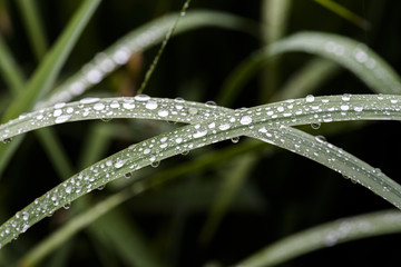 Naklejka premium Rain drops on the grass