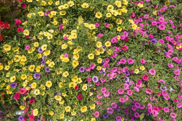 Colorful flowers background