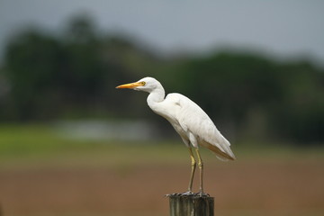 Great Egret, Common Egret, Large Egret, Great White Heron - Ardea alba