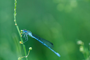 Blue dragonfly prepares for bed, settling on the plant