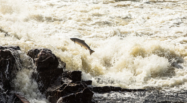 Atlantic Salmon, Salmo Salar, Leaping In Turbulent Waterfalls In Kristiansand, Norway