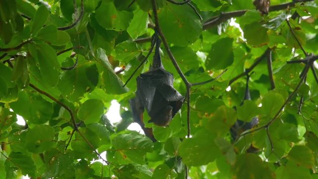 Flying fox hanging on a tree branch