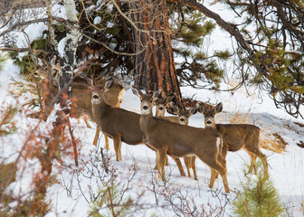 Mule Deer in Deep Snow