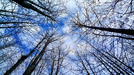 황량한 겨울 숲에서 본 하늘