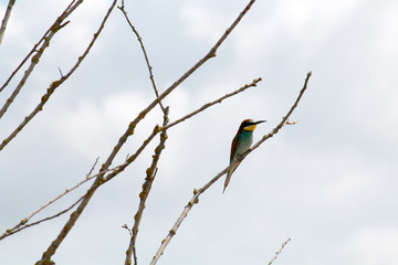 European bee-eater (Merops apiaster) sitting on a dry branch