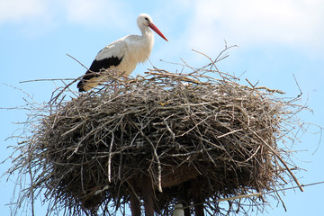 White stork in the nest