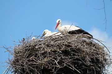 White stork with nestling in the nest