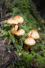 Wild mushroom portrait