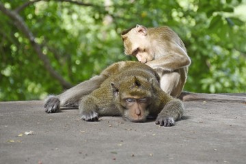 A little monkey are looking for a tick to the mother who are sleepy.