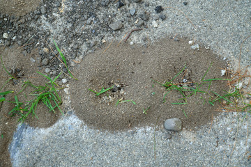 ant nest on concrete road surface