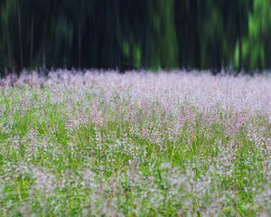 Fototapeta premium grass meadow with water drops after raining