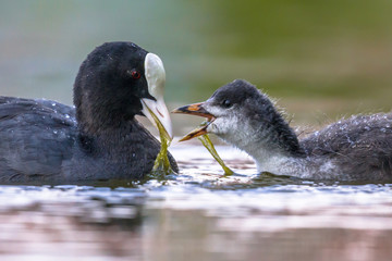 Eurasian coot mother feeding young