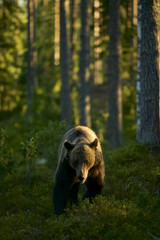 European Brown Bear (Ursus arctos) in Boreal forest, Taiga, Finland - 162189701