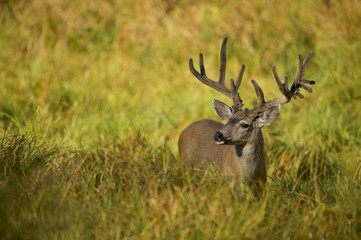 Black-tailed deer or california Mule Deer (Odocoileus hemionus), Male grazing in a meadow.
