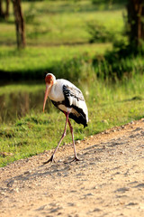 painted stork (Mycteria leucocephala) 
