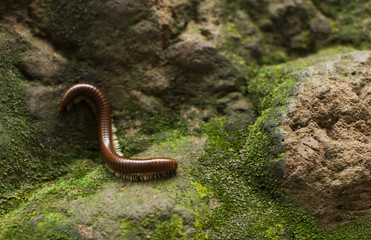 millipede and moss