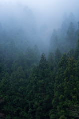 霧にかすむ杉林