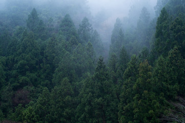 Fototapeta na wymiar 霧にかすむ杉林