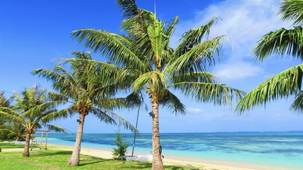 トロピカルビーチとヤシの木