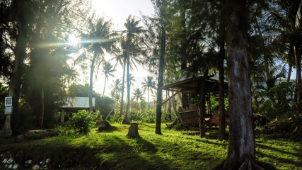 朝日を浴びる南国の森