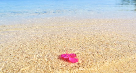 綺麗なビーチに浮かぶピンクの花びら