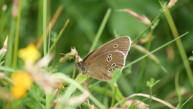 Ringlet Butterfly ( Aphantopus hyperantus ) perched on a plant
