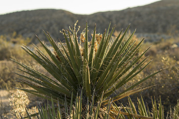 Naklejka na ściany i meble Desert Cactus, Joshua Tree National Park