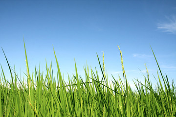 Fototapeta premium rice with blue sky