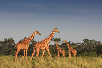 Obraz premium Reticulated Giraffes in African Savannah. 