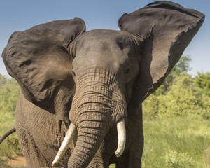 Naklejka premium African Elephant
