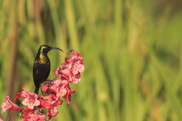 Bronze Sunbird