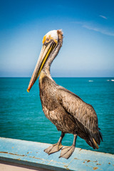 Pelican
