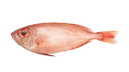 Red bigeye fish isolated on white, Priacanthus macracanthus