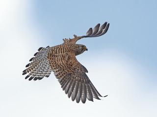 Lesser kestrel (Falco naumanni)