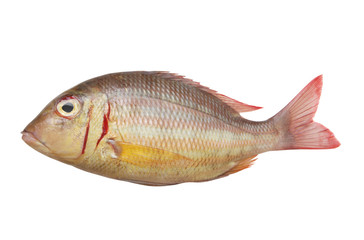 Emperor fish isolated